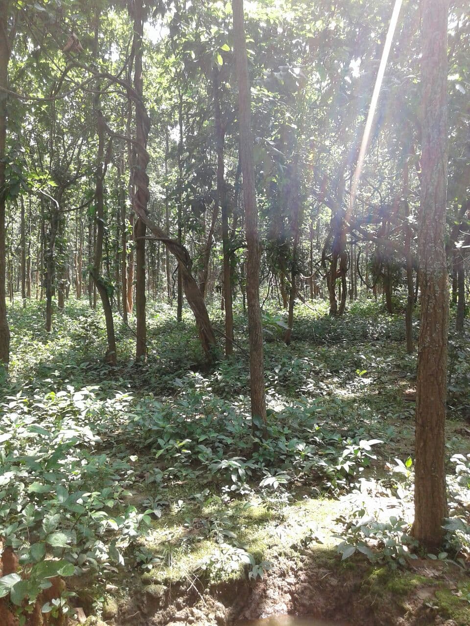रुगरा और वन उपज
